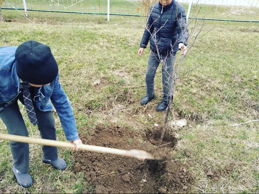 “Әрбір үйде бір ағаш отырғызу” акциясы